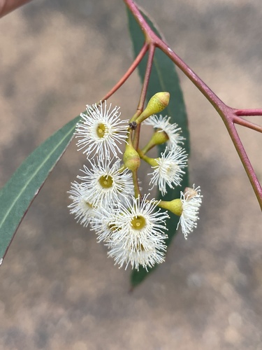 Eucalyptus elegans A.R.Bean 2