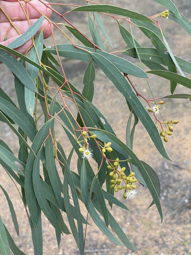 Eucalyptus elegans A.R.Bean
