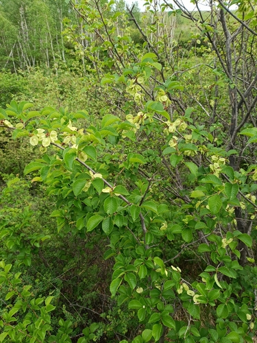 Large-fruited elm (Ulmus macrocarpa)