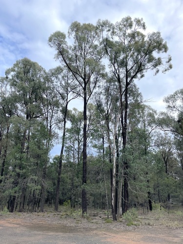 Eucalyptus elegans A.R.Bean 3