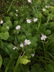 Mazus pumilus