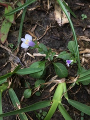 Mazus pumilus