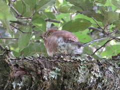 Glaucidium
