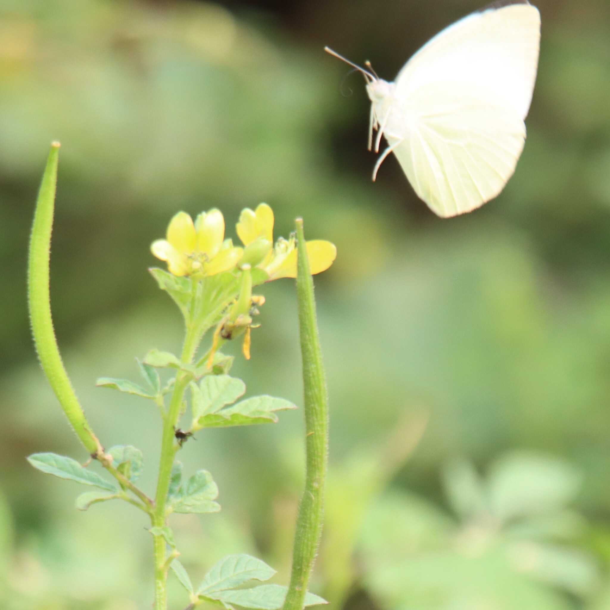 Mottled Emigrant