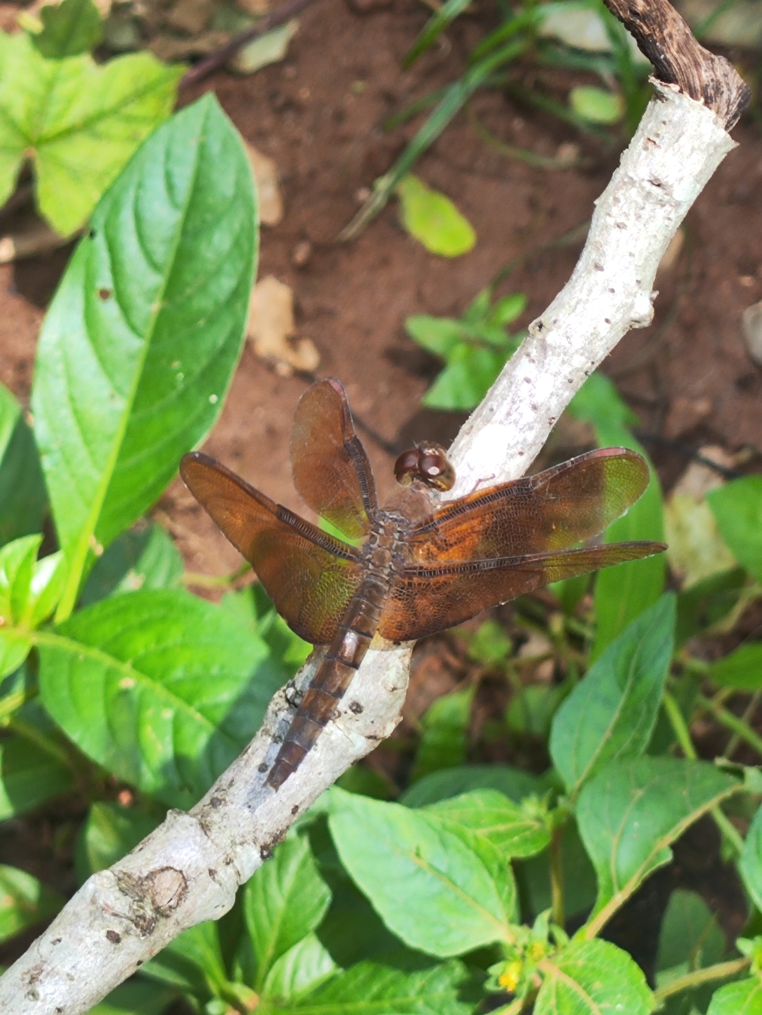 Fulvous Forest Skimmer
