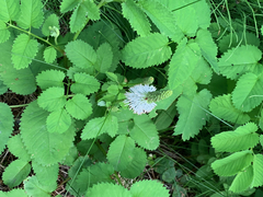 Sanguisorba stipulata