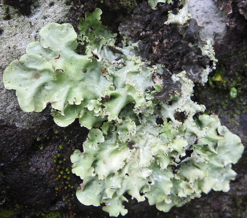 Parmotrema cristiferum observed 2025-06-09