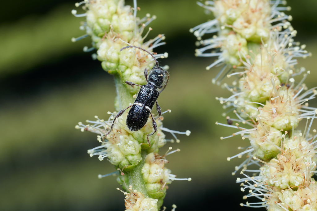 Halme atrocoerulea