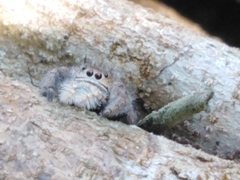 Phidippus maddisoni