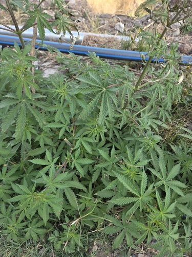 Cannabis