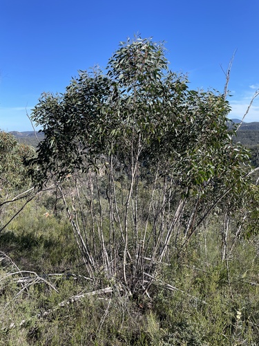 Eucalyptus multicaulis