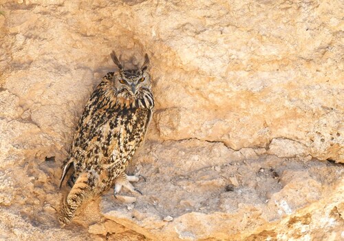Eurasian Eagle-Owl