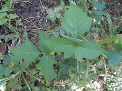 Toxicodendron radicans negundo