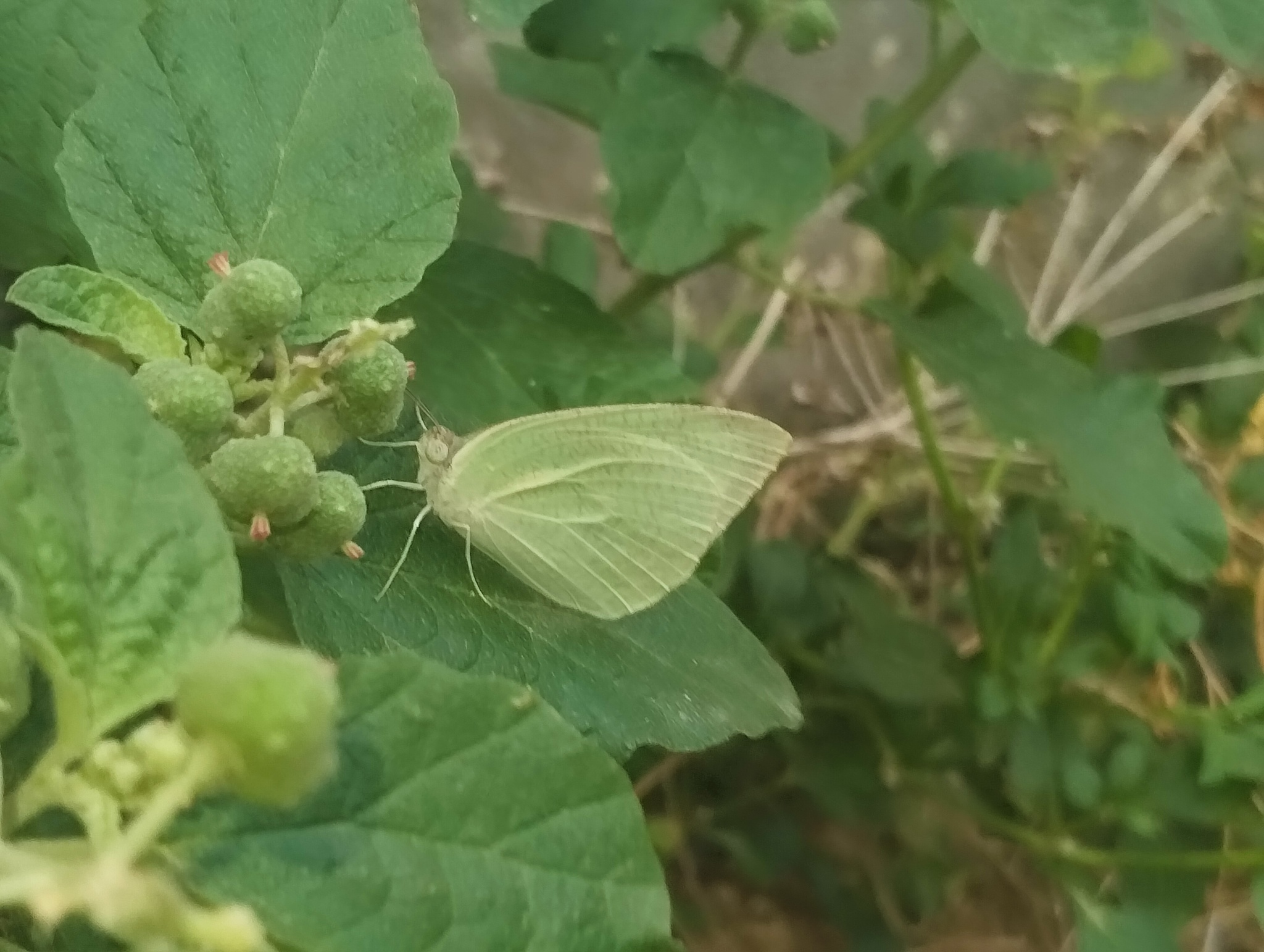 Mottled Emigrant