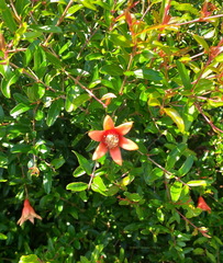 Punica granatum