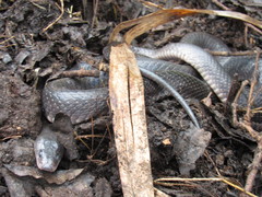 Pseudoboa nigra