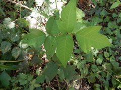 Toxicodendron radicans negundo