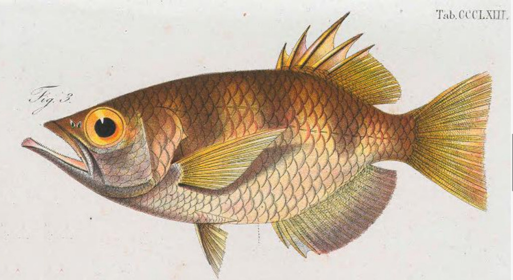 Big Scale Archerfish
