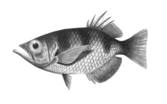 Big Scale Archerfish photo 2