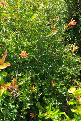 Punica granatum