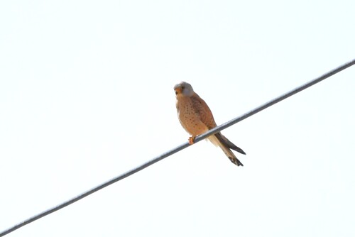 Lesser Kestrel