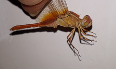 Crocothemis servilia