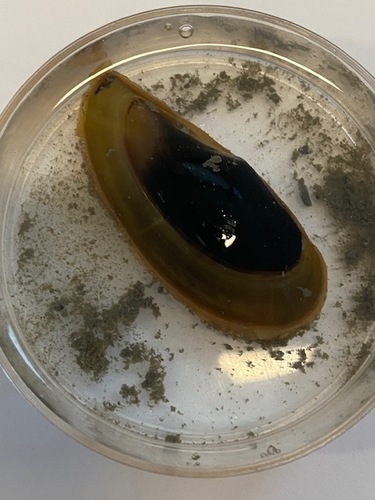 Yoldia limatula, 2025-06-10