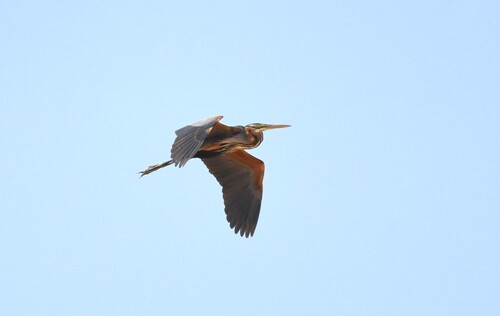 Purple Heron
