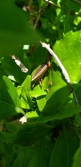 Edessa meditabunda