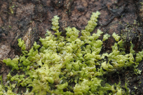 Cololejeunea macounii