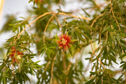 Callistemon viminalis iNat (2)