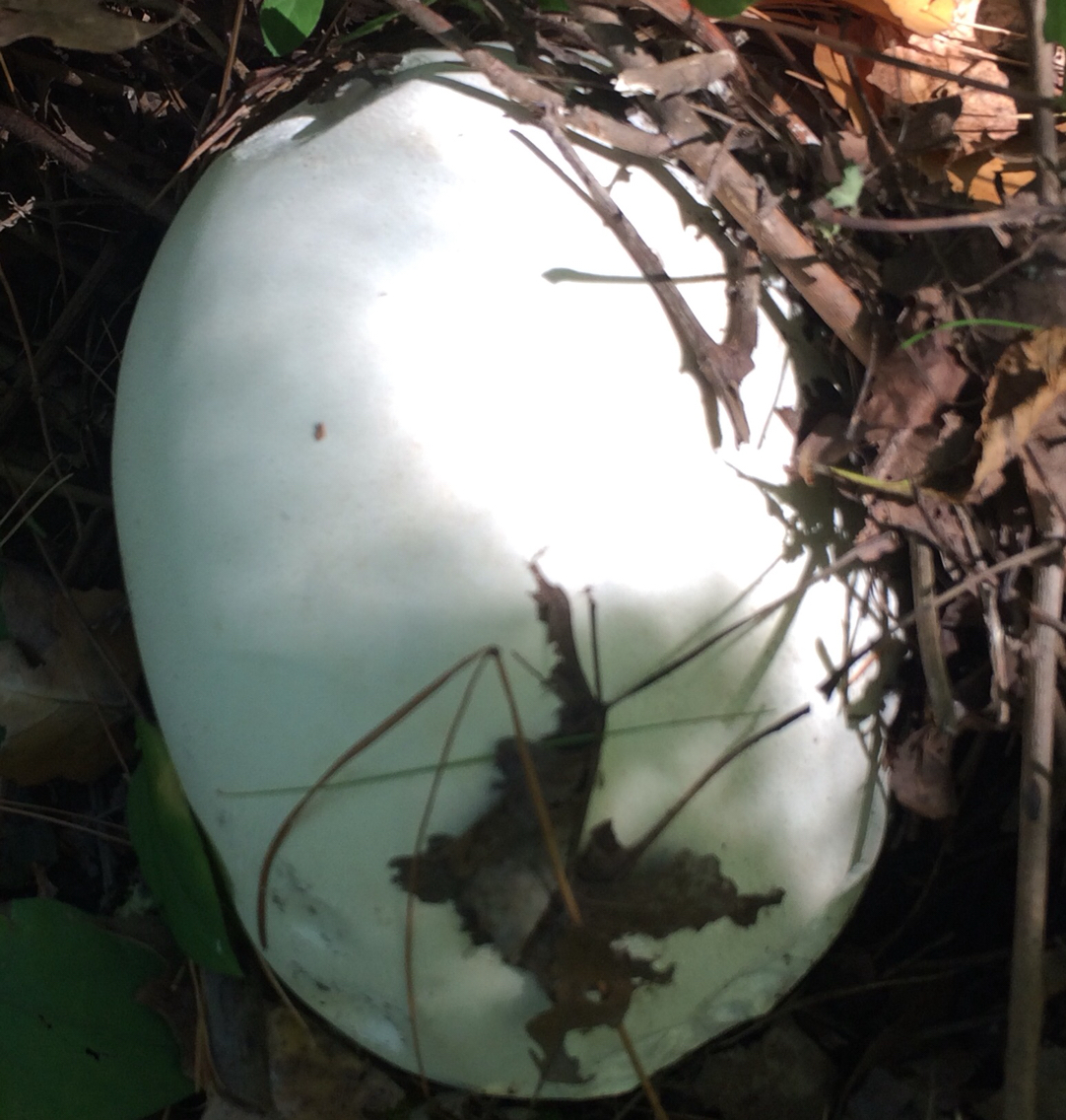 Calvatia gigantea image
