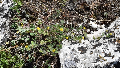 Medicago minima iNat (1)
