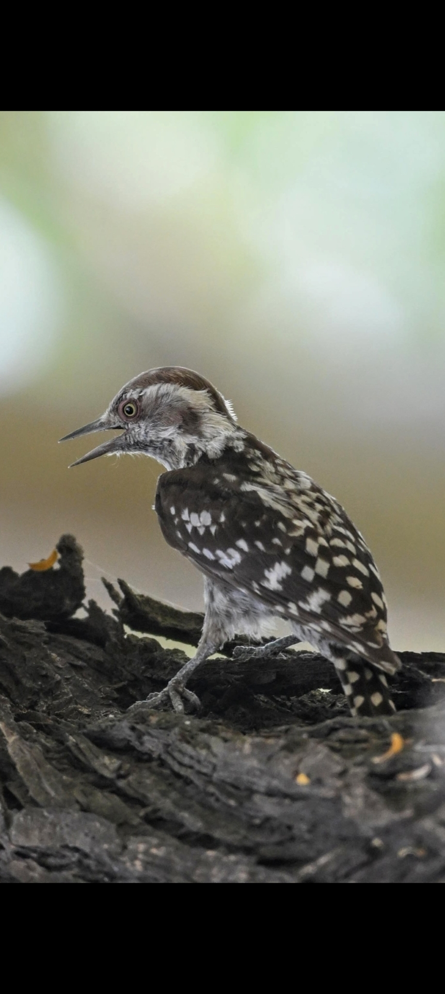 Brown-capped Pygmy Woodpecker