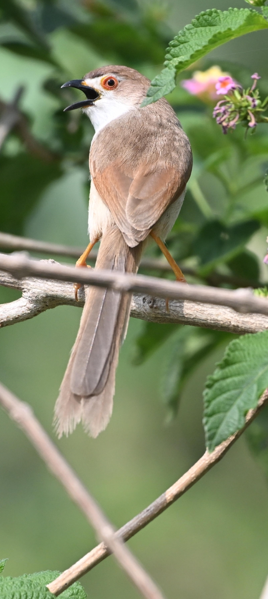 Yellow-eyed Babbler