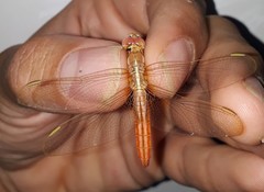 Crocothemis servilia
