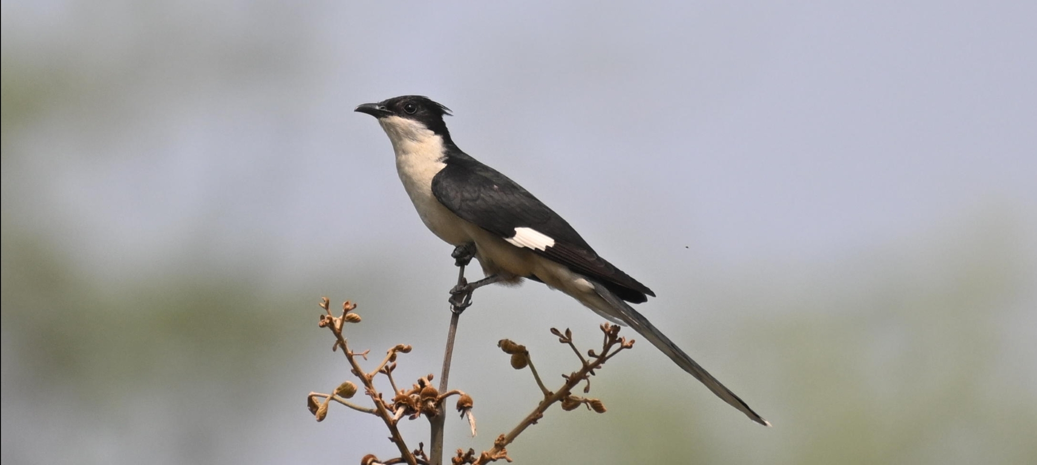 Jacobin Cuckoo