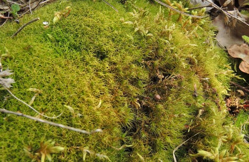 Dicranum muehlenbeckii observed 2025-06-10