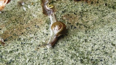 Macrochlamys hippocastaneum