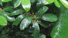 Ardisia squamulosa