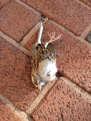 Zonotrichia albicollis