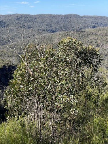 Benson's Stringybark (Eucalyptus bensonii)