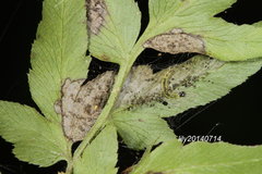 Neomusotima fuscolinealis