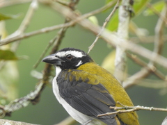 Saltator atripennis