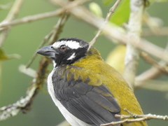 Saltator atripennis