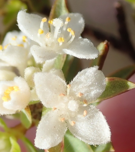 Lachnaea burchellii (Lachnaea burchellii)