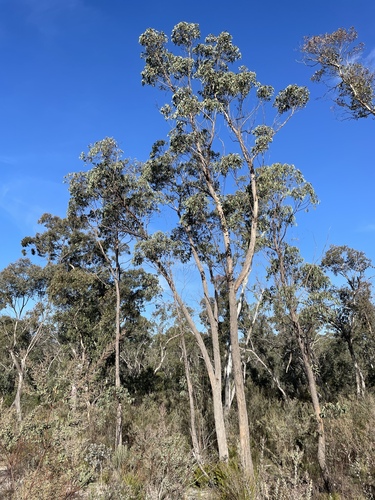 Eucalyptus macrorhyncha ssp. cannonii