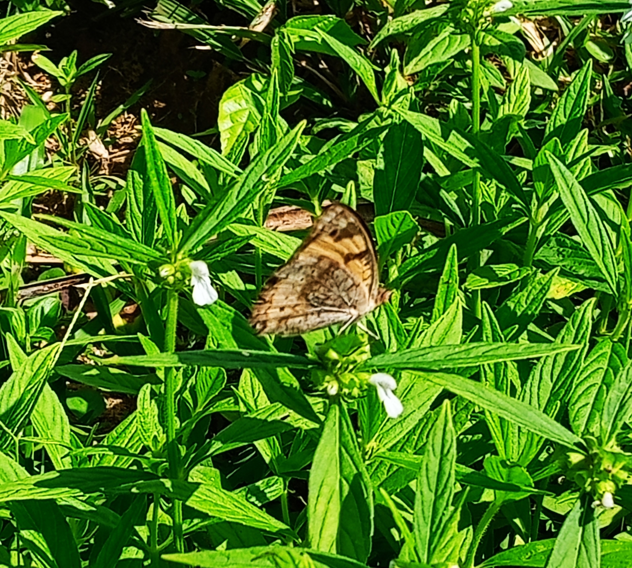 Tawny Coster