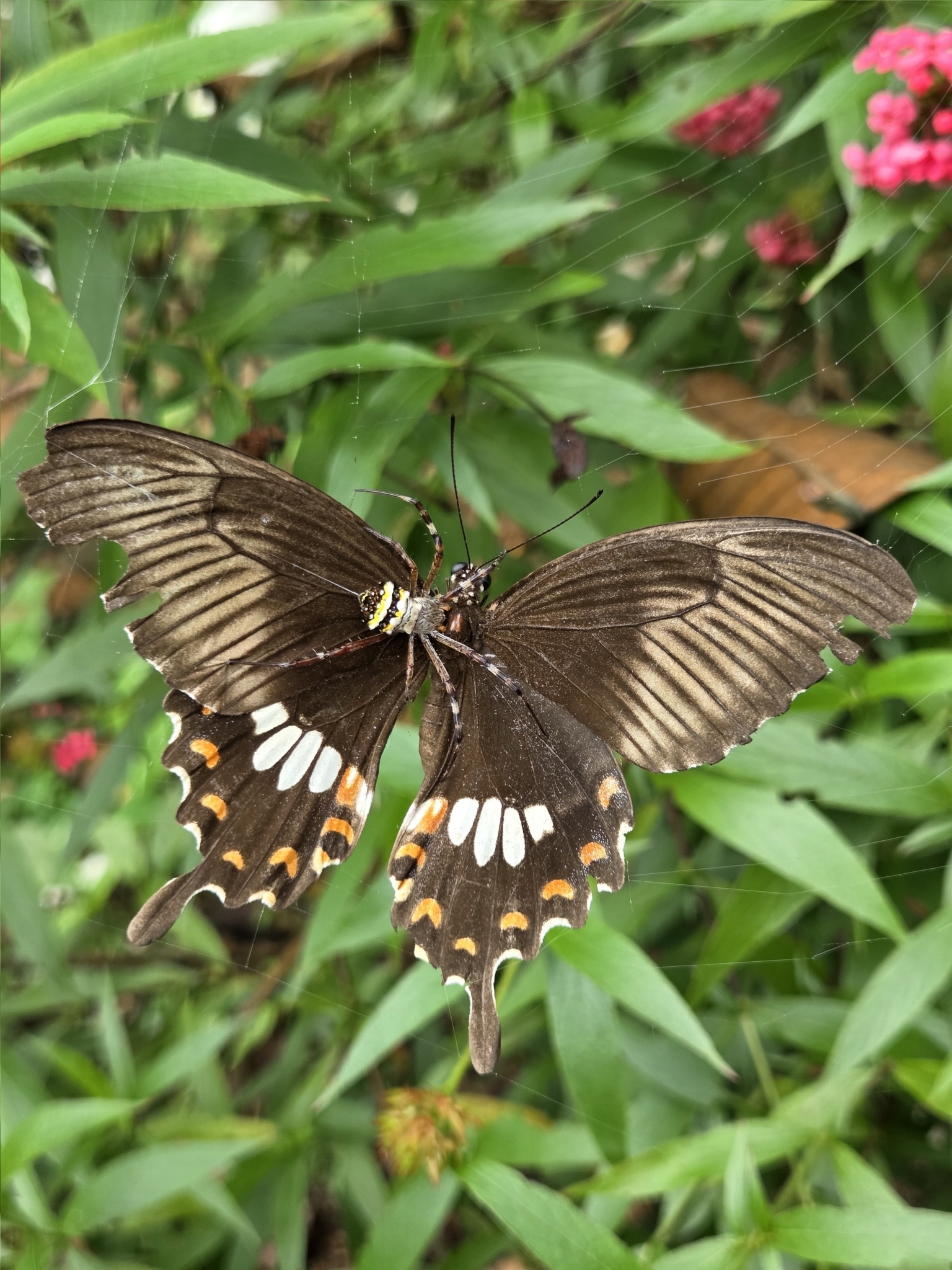 Common Mormon