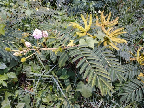 Mimosa pigra (Mimosa pigra)